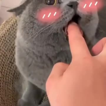 Funny Cat Angry But a Cute #shorts #funny #cat