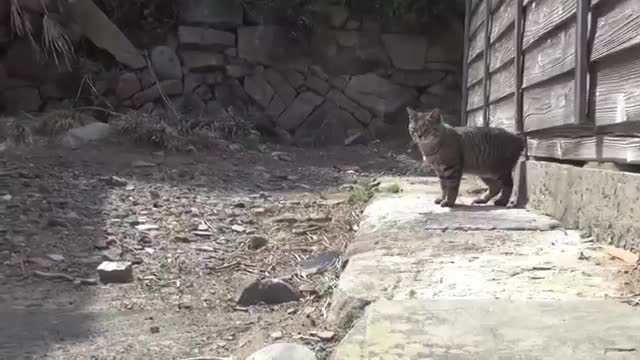 Japan's Cat Island