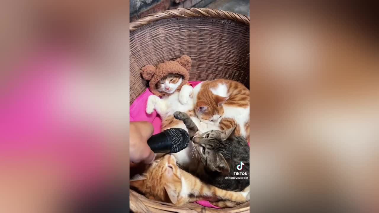 4 Kittens Sleeping and a Microphone