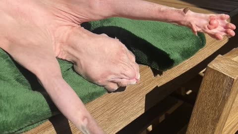 Sphynx Cat Basks In The Sunlight