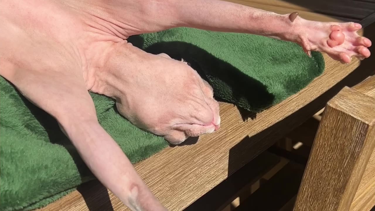 Sphynx Cat Basks In The Sunlight