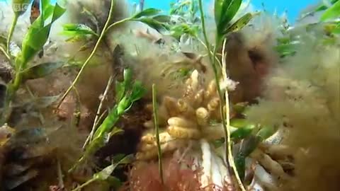 Colour Changing Squid Mating Ritual | Blue Planet | BBC Earth