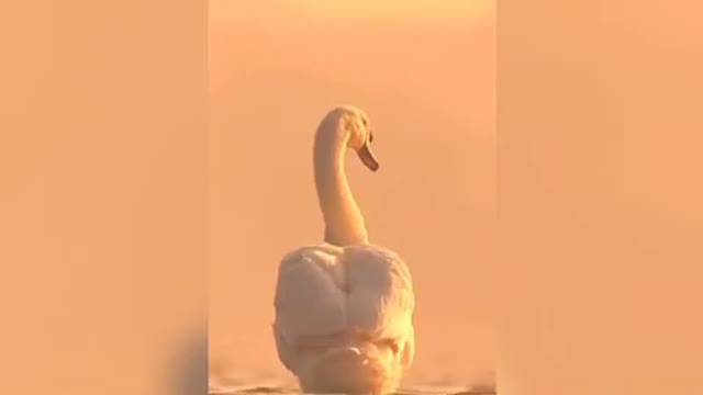 beautiful swan