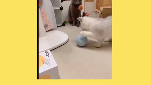 😍Funny Cats Will Make You Laugh For Hours( New 2021)