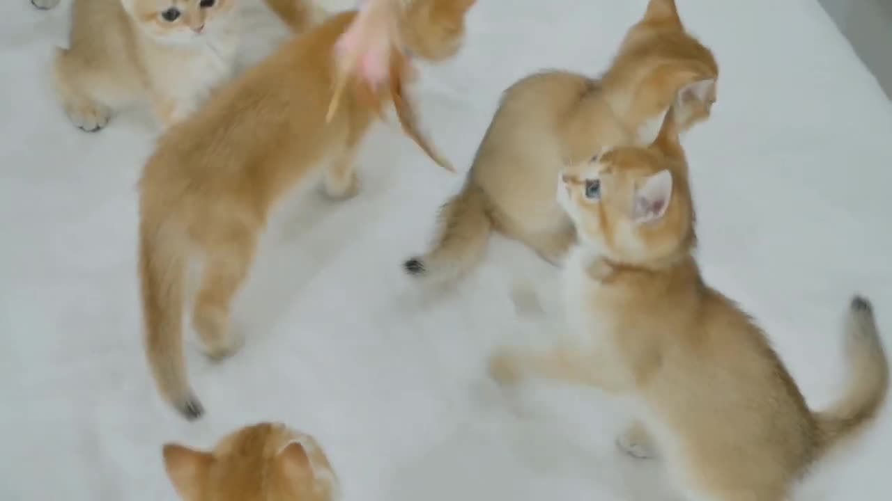 😘 very funny animals video 😘😸🙀