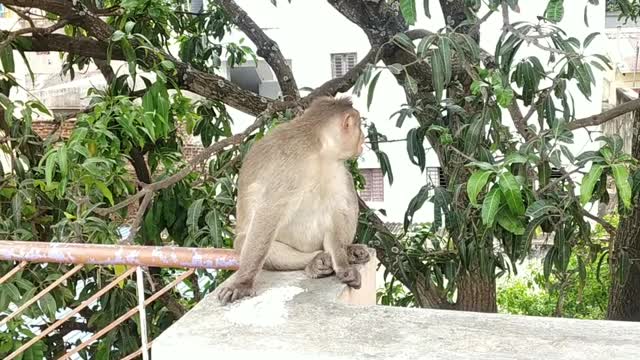 monkey funny video monkey ki video
