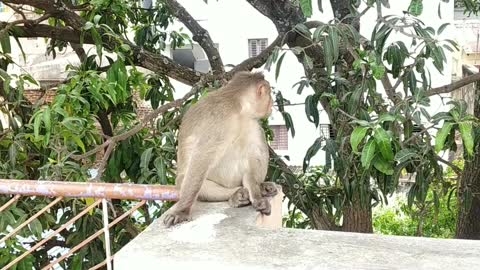 monkey funny video monkey ki video