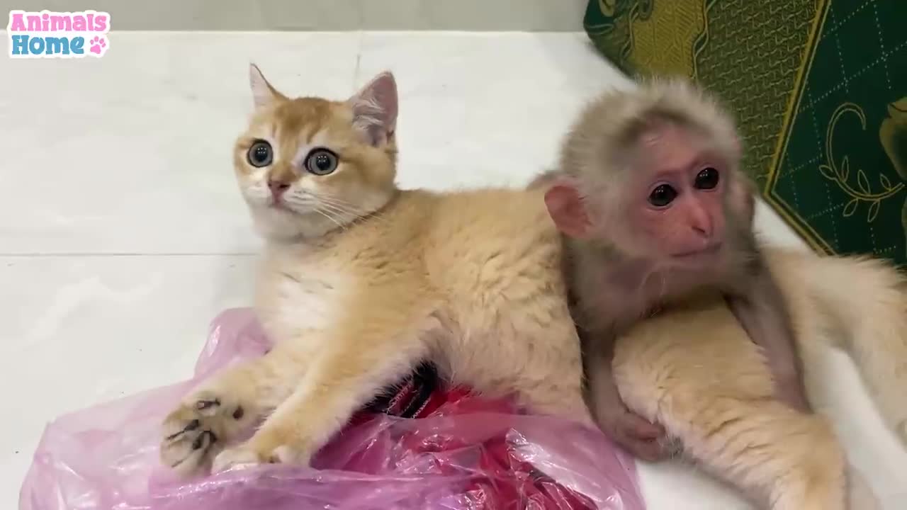 Baby Monkey Teach Cat To Play With Toys