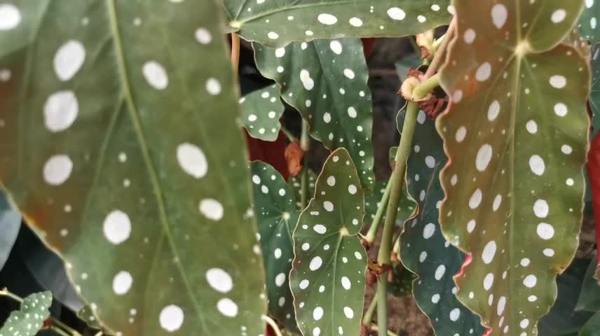 Odd and nice leaf with white spots on like painting