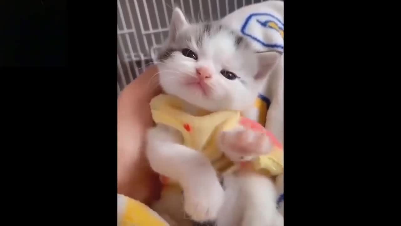 Baby Cats - Cute and Funny Cat Videos Compilation, cutest and funny cats I love it