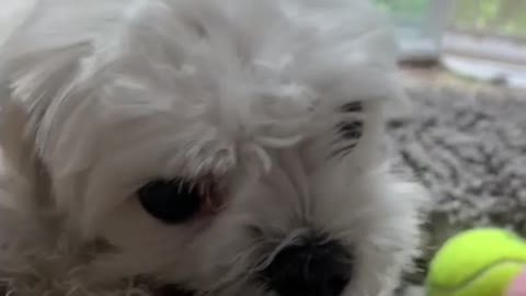 Cute puppy (Maltese) Dog eating snacks2