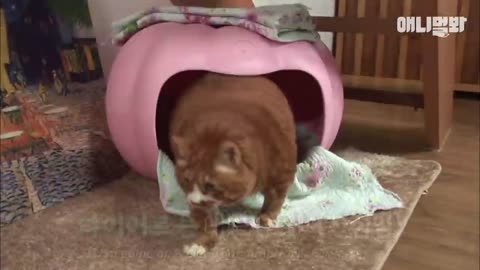 Cat Can't Accept The Fact That He's Fat