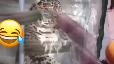 Little kid playing fight with a leopard