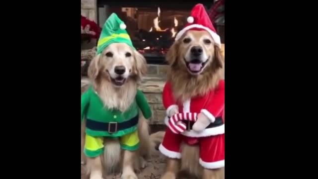 dog funny dress video