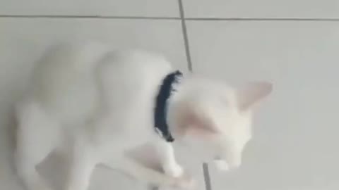 Funny cats 3