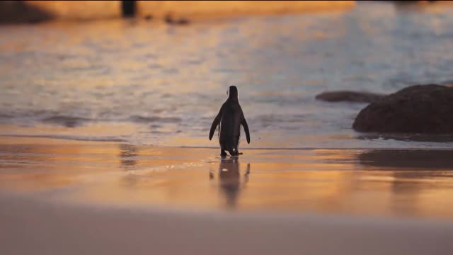 Cute Penguin walk into the ocean