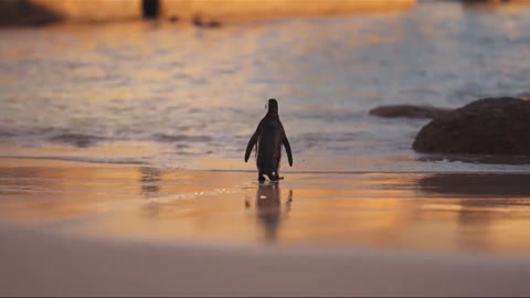 Cute Penguin walk into the ocean