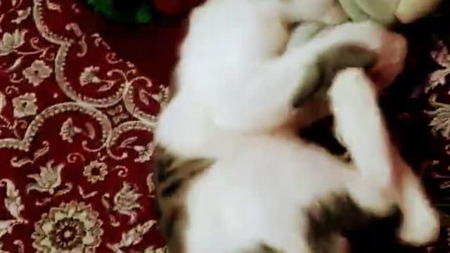 Innocent little kitten playing