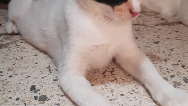 Big Sofi Sitting on stairs