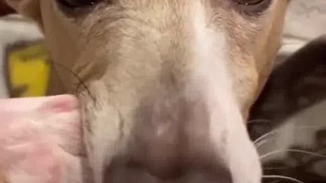 Cutest dogs and Cats