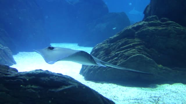 A Manta Ray at the Ocean