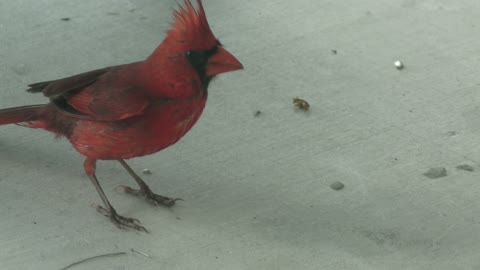 cardinal close up