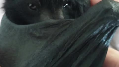 The L00gans - Vampire Brat