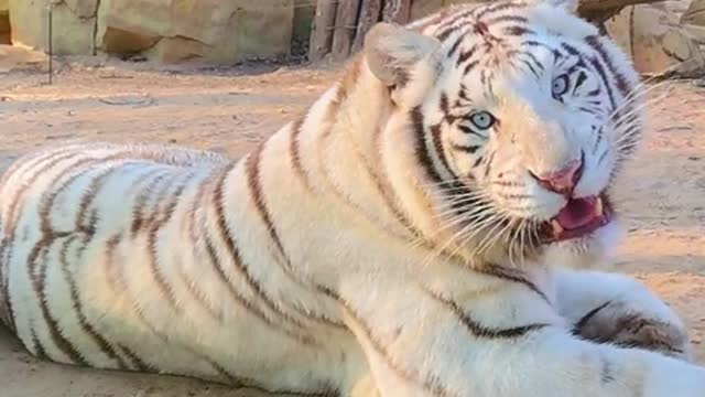 Beating the white tiger
