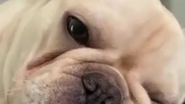 Best dog baby