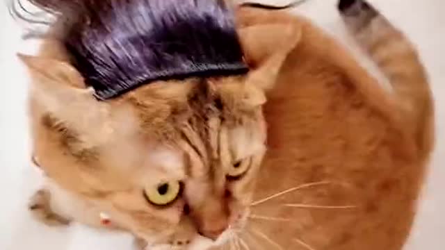 Cat with soul swinging her new HairStyle 😎😂😂