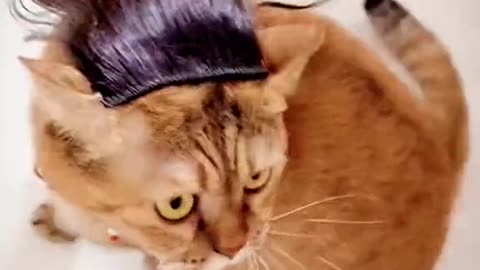 Cat with soul swinging her new HairStyle 😎😂😂