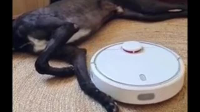 Lazy greyhound refuses to budge for robot