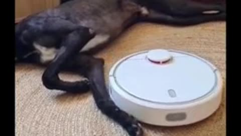 Lazy greyhound refuses to budge for robot