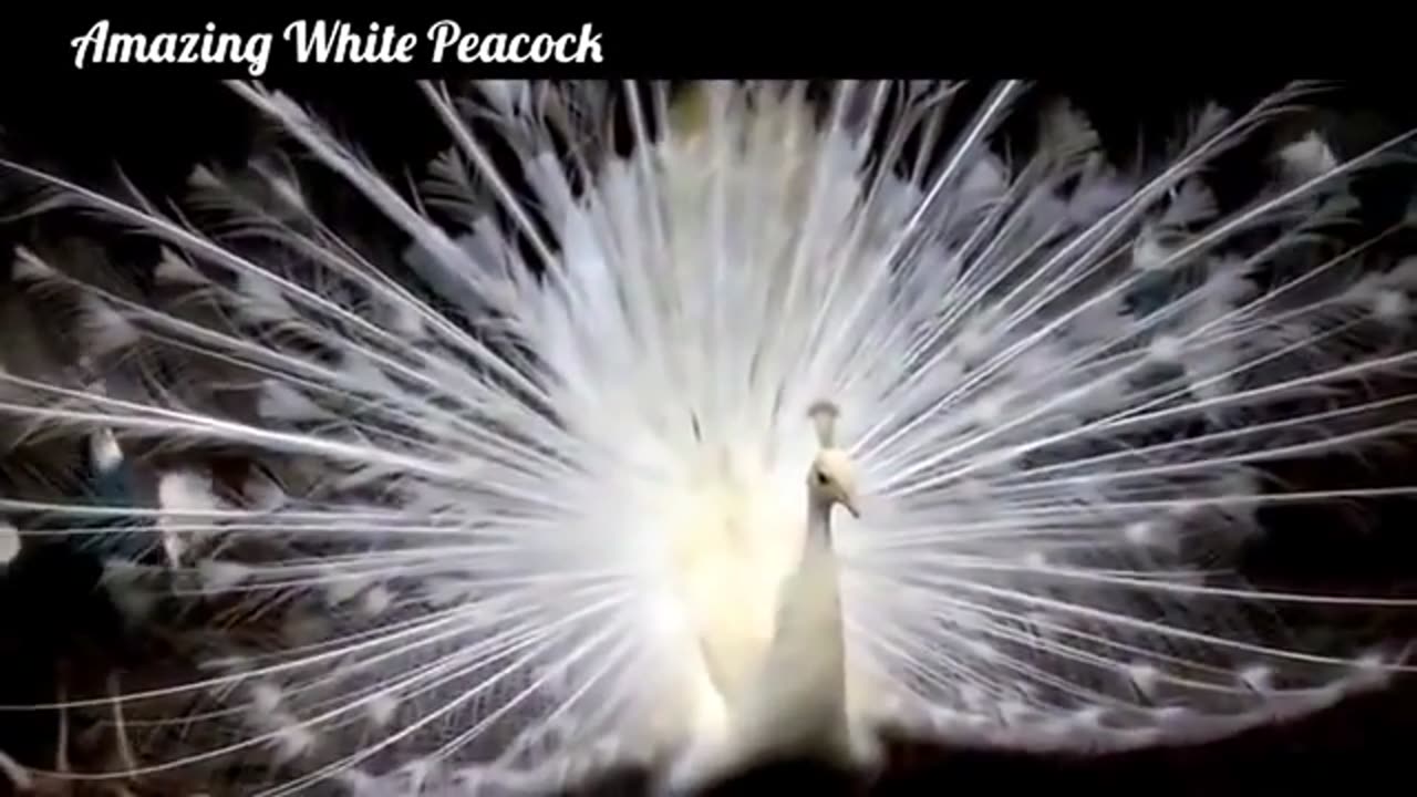 WONDERFUL Peacock dance