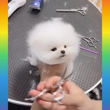 Cute and funny dog|| a beautiful dog 🐕