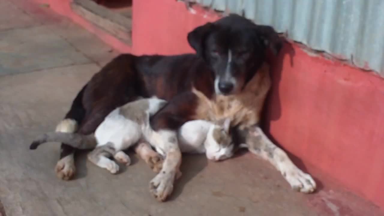 Cat and dog friendly relationship