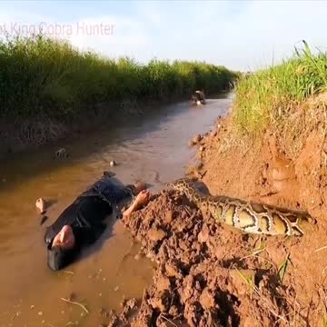 Anaconda Big Snake Eat Man In Amazon Jungle Viral Video