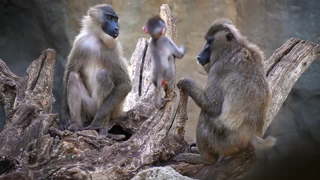 Moment Curious Primate Baby Investigates Other Animals As Mum Tries To Make Her Behave