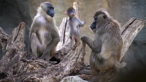 Moment Curious Primate Baby Investigates Other Animals As Mum Tries To Make Her Behave