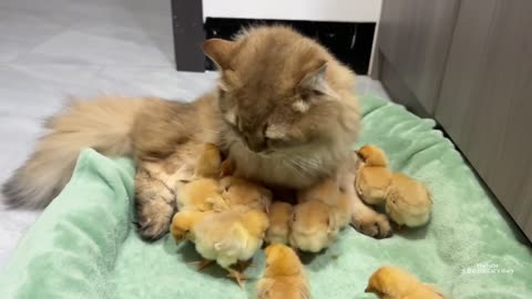 The hen suspects the kitten has stolen the chicks!The cat returned the chick to the hen.Funny cute