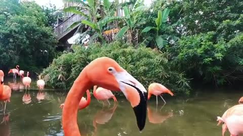 This is Why Flamingos Are The Most Peaceful Animals On earth