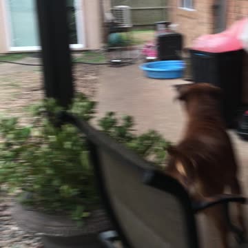 First time my big dog saw snow.