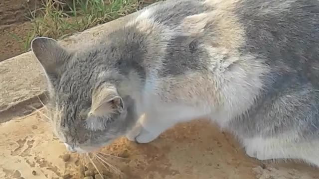 All You Can Eat Buffet For Cats