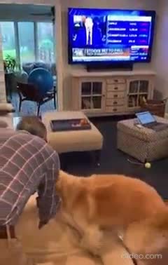 Dog excited to put her bed in the new house