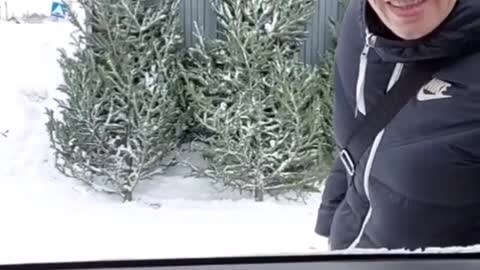 Купите Сосну