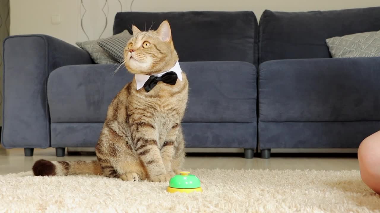 Teaching cat to ring a bell for food