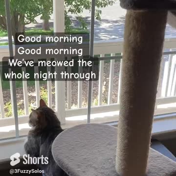 Recouping after keeping Mom awake all night . Han is the guilty one. 😼The other 2 slept. #catlife