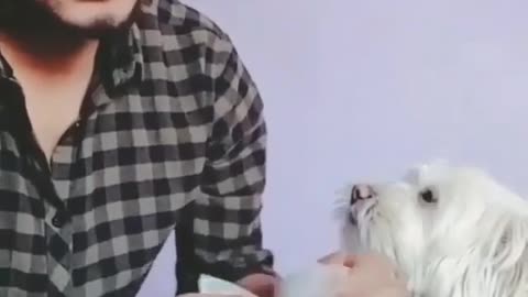 Dog money counting machine 2021