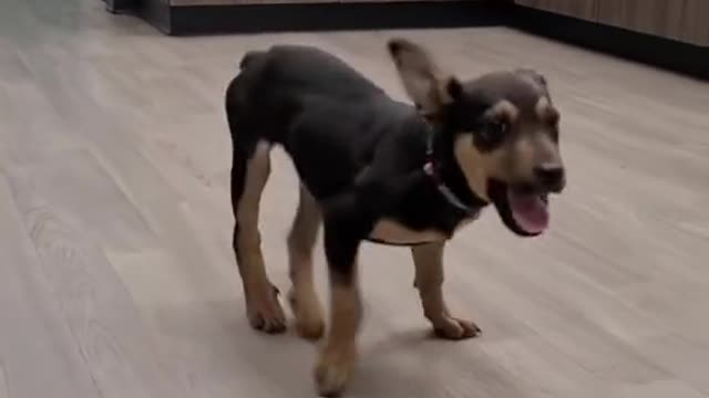 Happy Dog doing dance