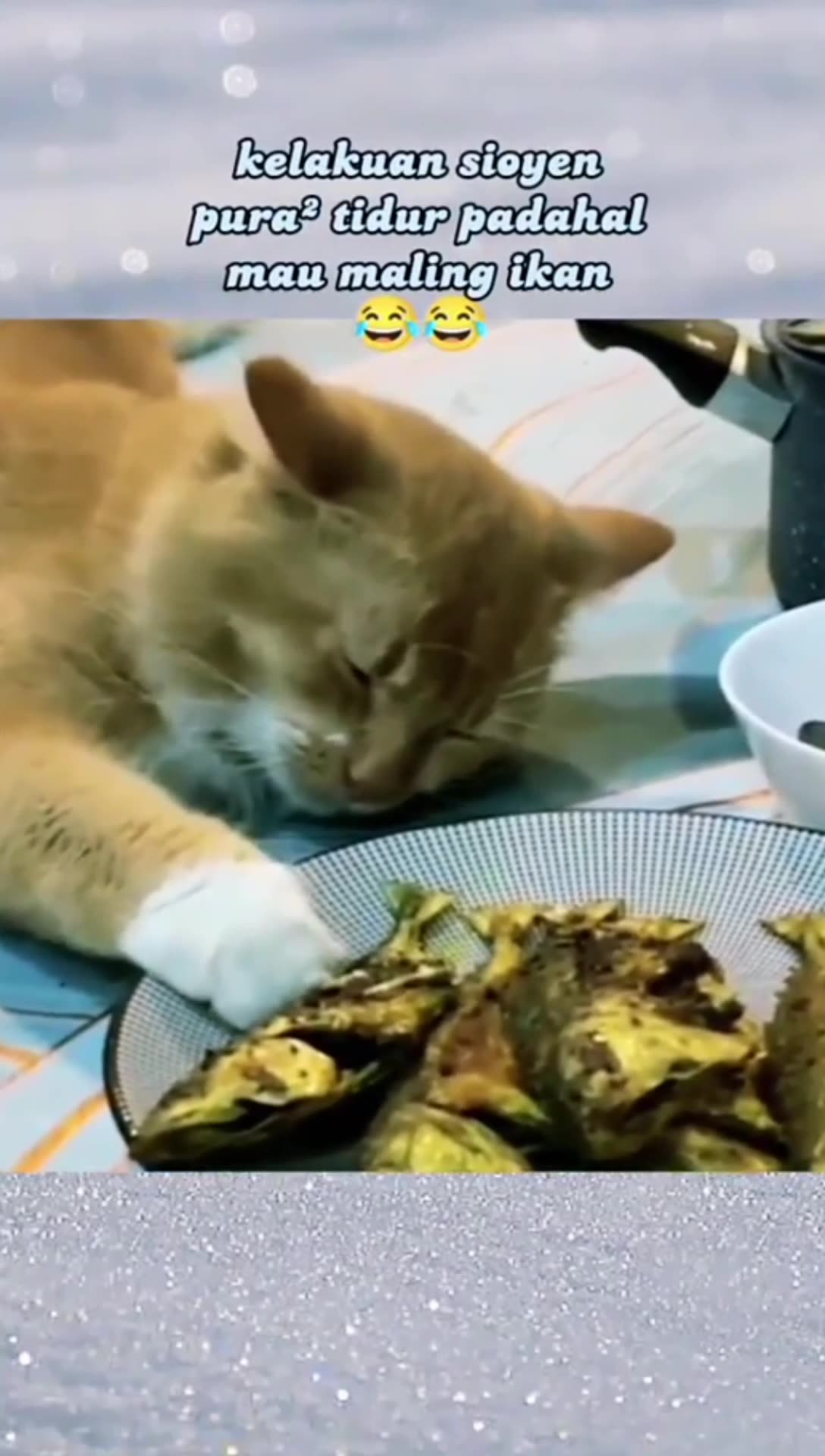 Orange cat pretends to sleep, even though he wants to steal Fish